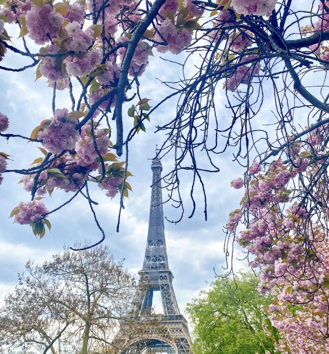 photo of Eiffel Tower through trees blossoming
