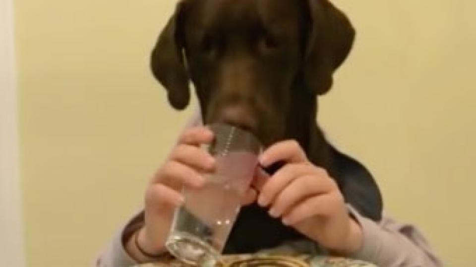 luckydog.jpg