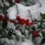 Picture_of_holly_berries_and_snow